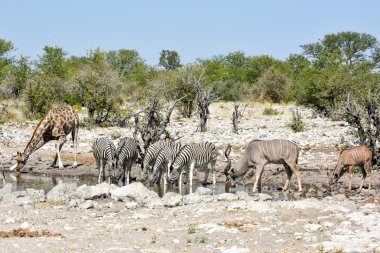Zebras, Giraffes - Etosha, Namibia clipart