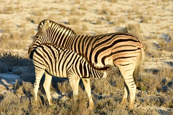 Zebra - etkin, Namibya — Stok fotoğraf