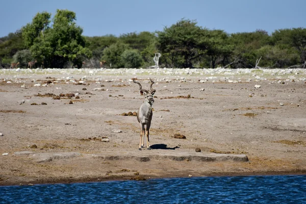 Kudu - Etosha, Namibia — Zdjęcie stockowe