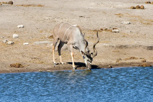 Kudu - Etosha, Namibia — Foto Stock