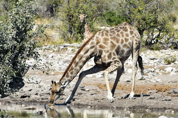 Jirafa - Etosha, Namibia —  Fotos de Stock