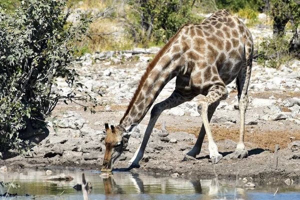 长颈鹿-纳米比亚埃托沙 — 图库照片