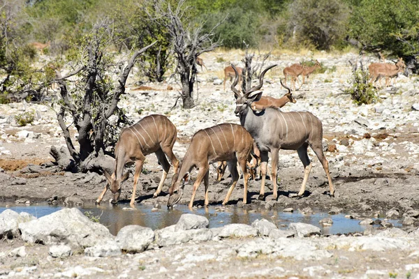 Kudu - etkin, Namibya — Stok fotoğraf