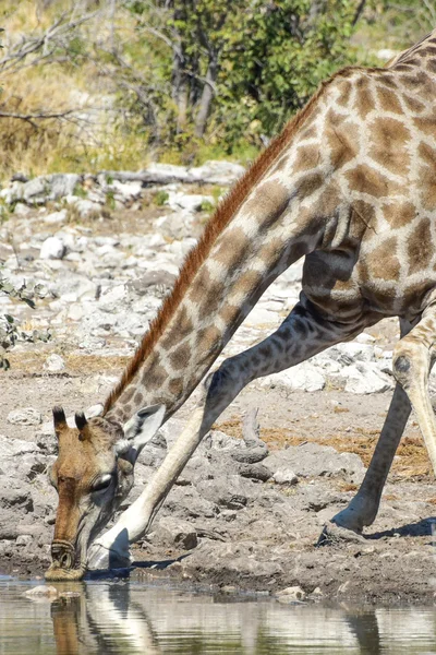 Giraffe - Etosha, Namibia — Stock Photo, Image