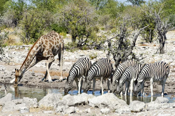 Zebror, giraffer - Etosha, Namibia — Stockfoto