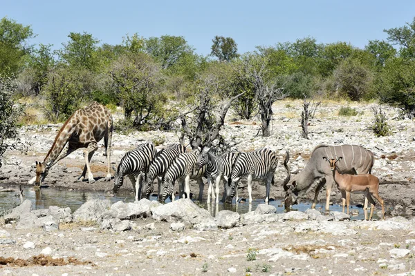 Zebralar, zürafalar - etkin, Namibya