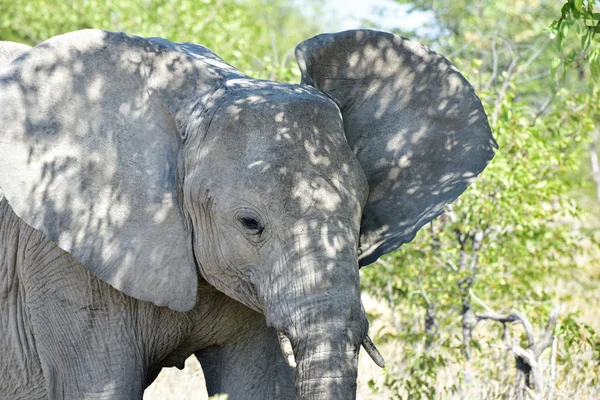 Elephant - Etosha, Namibia — Stock Photo, Image