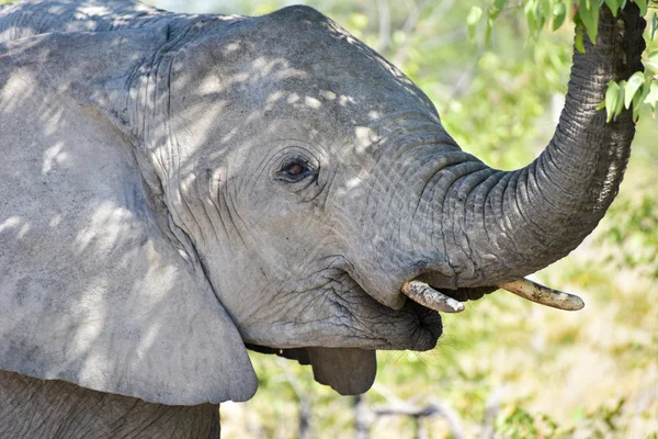 Elephant - Etosha, Namibia — Stock Photo, Image