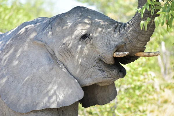 ช้าง - เอโทชา, นามิเบีย — ภาพถ่ายสต็อก