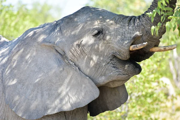 Elephant - Etosha, Namibia — Stock Photo, Image