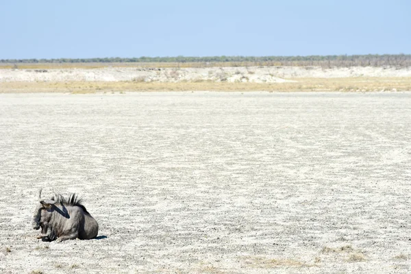 Wildebeest - Этоша, Намибия — стоковое фото