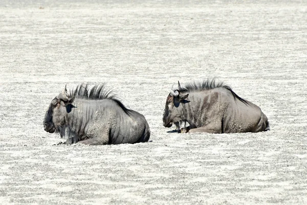 Gnoe - Etosha, Namibië — Stockfoto