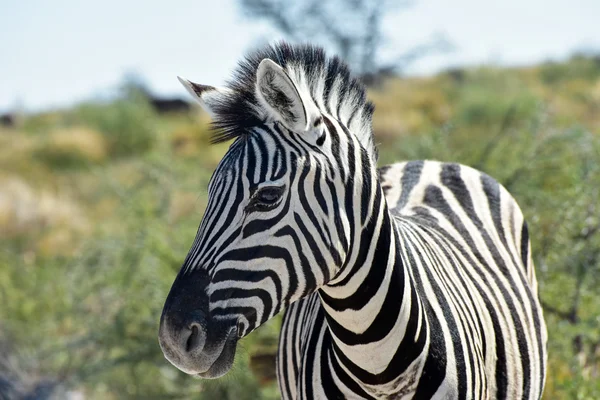Zebra - etosha, Namíbia — Stock Fotó