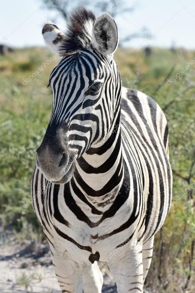 Zebra - Etosha, Namibia