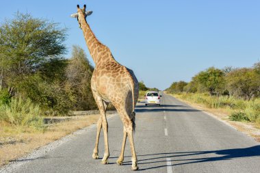 Zürafa - etkin, Namibya