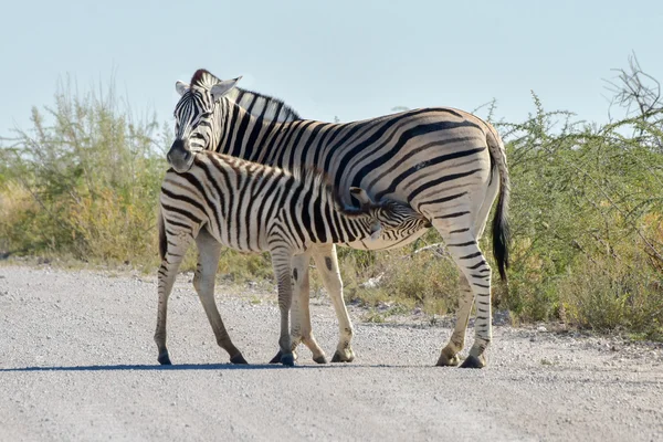 Zebra - etkin, Namibya — Stok fotoğraf