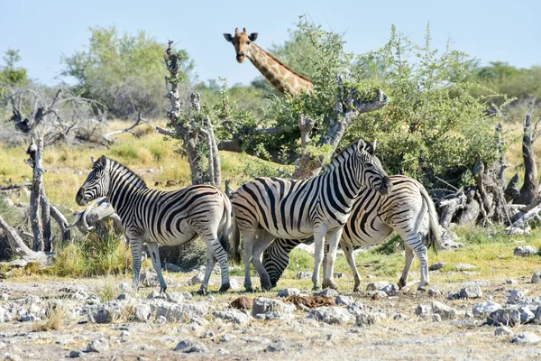 Zebra - etkin, Namibya — Stok fotoğraf