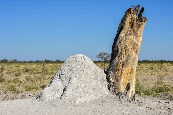 Termite Mound - Namibie — Photo