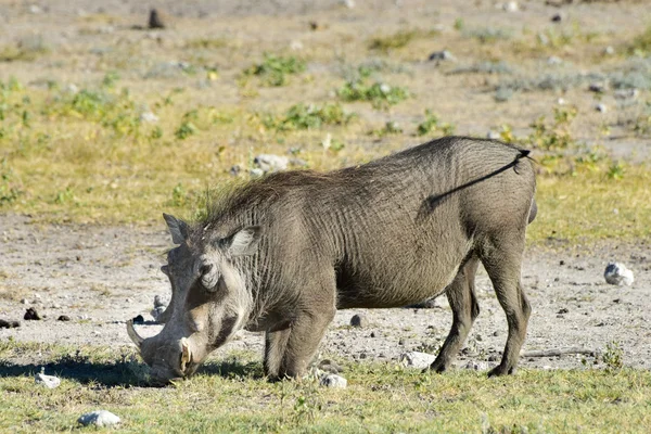 Warthog - Etosha, Namibia — Stock Photo, Image