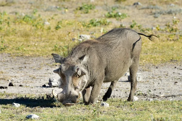 Warthog - Etosha, Namibia — Foto de Stock
