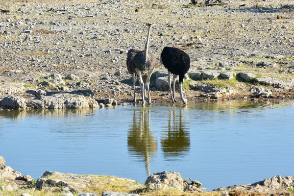 Struisvogel - Etosha, Namibië — Stockfoto