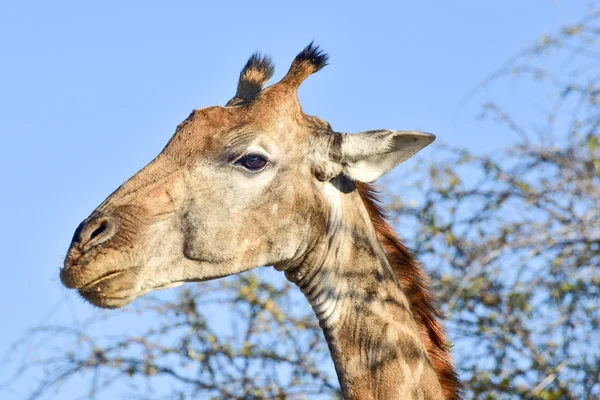 Giraffe Portrait - Etosha, Namibia — 스톡 사진
