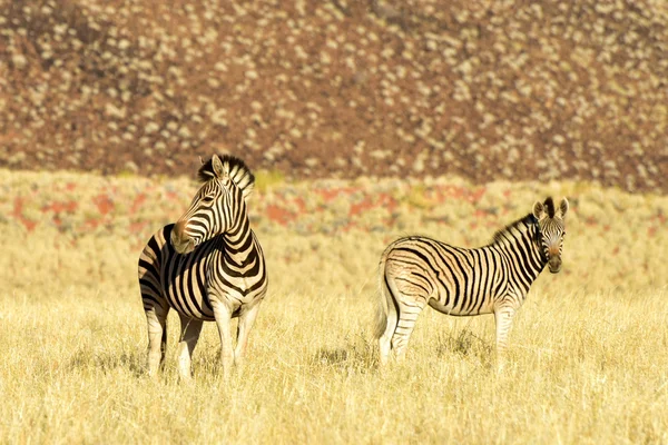 沙漠景观-雉前来，纳米比亚 — 图库照片