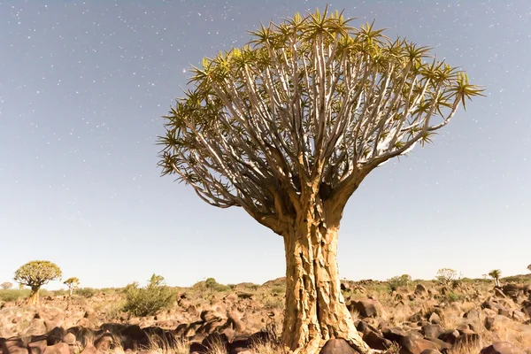 Köcherbaumwald - nambia — Stockfoto