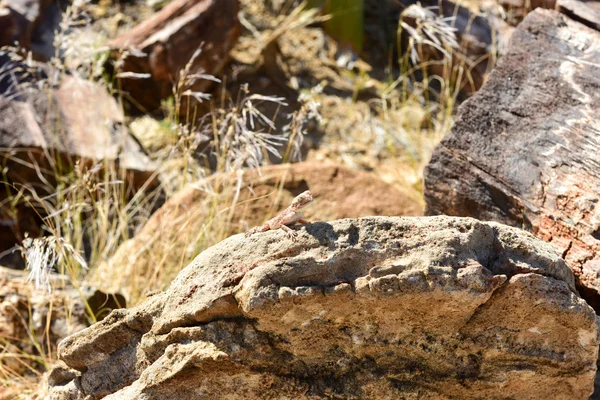 Lucertola mimetica nella foresta pietrificata, Khorixas, Namibia — Foto Stock