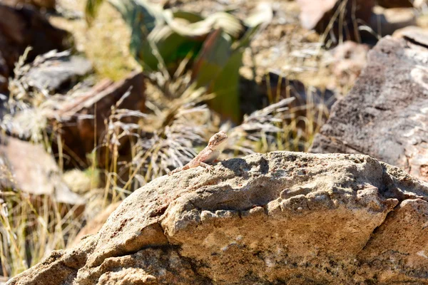 Миметическая ящерица в Петрифицированном лесу, Хорихас, Намибия — стоковое фото
