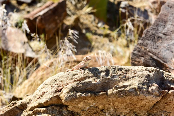 Mimetyczny jaszczurka w Petrified Forest, Khorixas, Namibia — Zdjęcie stockowe