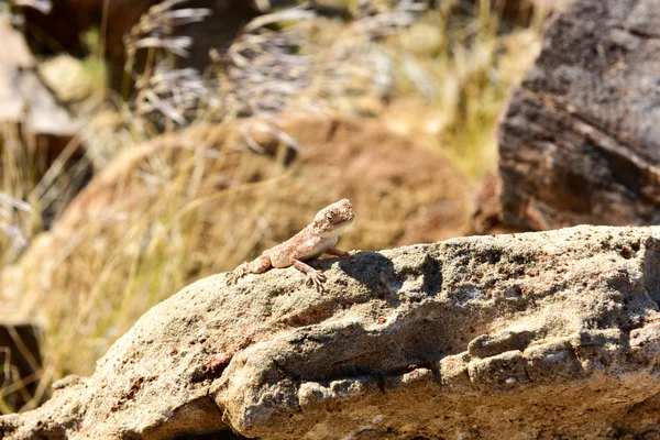 Lucertola mimetica nella foresta pietrificata, Khorixas, Namibia — Foto Stock