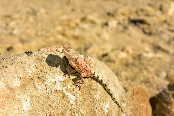 Taş Ormanı, Khorixas, Namibia, mimetic kertenkele — Stok fotoğraf