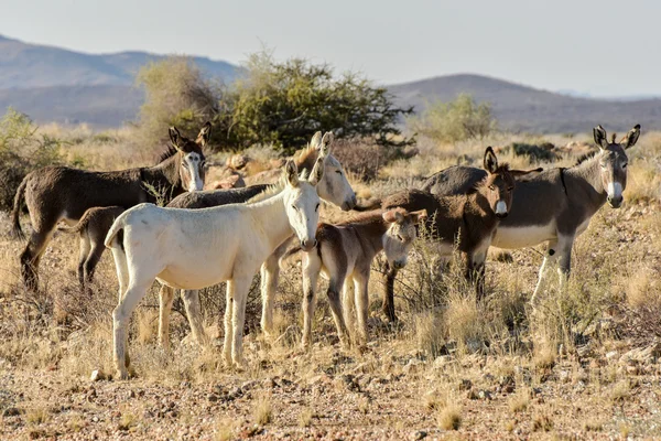 Osli v Namibii — Stock fotografie