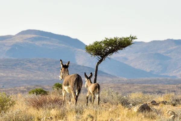 Burros en Namibia —  Fotos de Stock