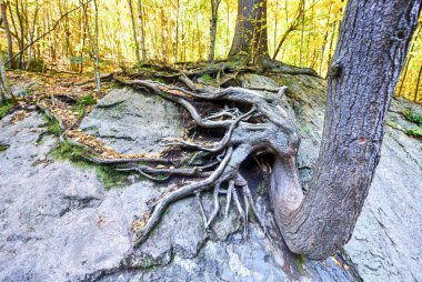 High Falls Gorge - Ausable Nehri