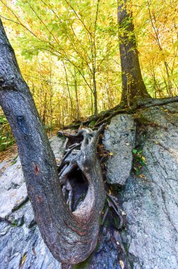 High Falls Gorge - Ausable Nehri