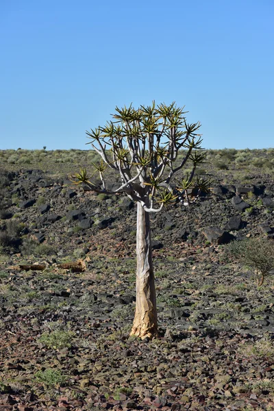 Каньон Фиш-Ривер-Намибия, Африка — стоковое фото