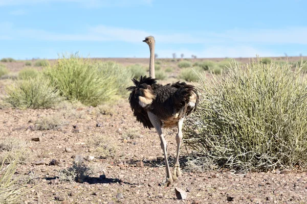 Ostrich, Fish River Canyon -Namibia, Africa — Stock Photo, Image