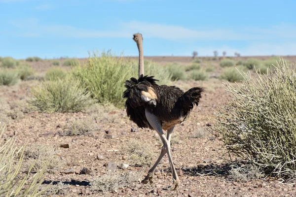 Autruche, Fish River Canyon Namibie, Afrique — Photo