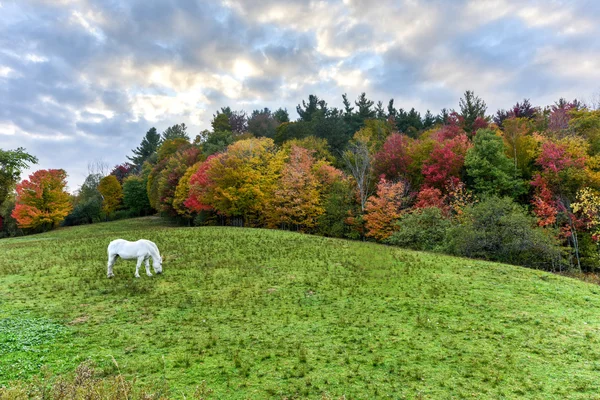 Horse Grazing in a Field — Stock Photo, Image