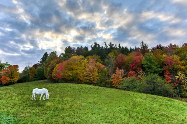 Horse Grazing in a Field — Stock Photo, Image