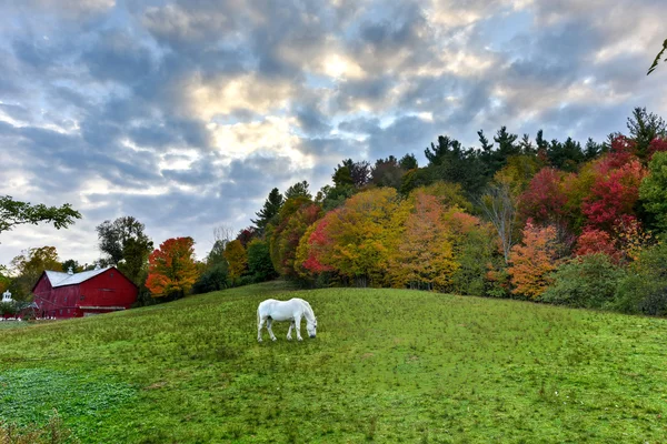 Pasto de cavalo em um campo — Fotografia de Stock