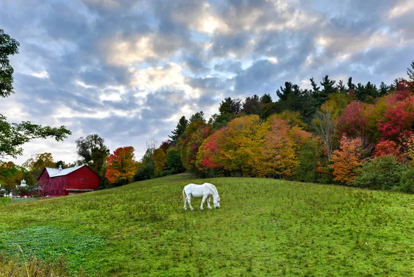 Cavallo al pascolo in un campo — Foto Stock