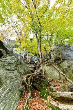 Sonbaharda yapraklar Vermont