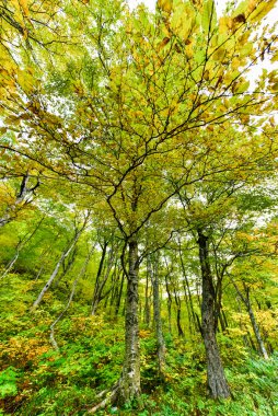 Sonbaharda yapraklar Vermont