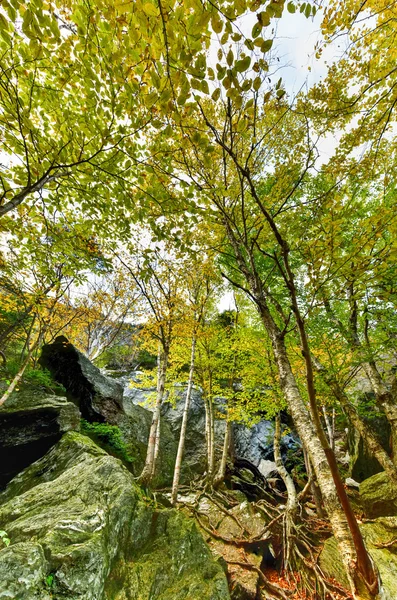 Sonbaharda yapraklar Vermont — Stok fotoğraf