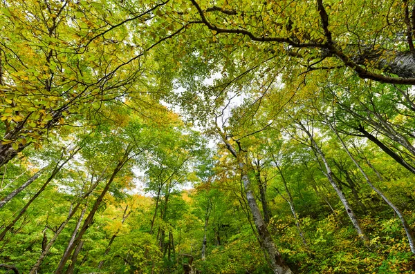 Fogliame autunnale Vermont — Foto Stock