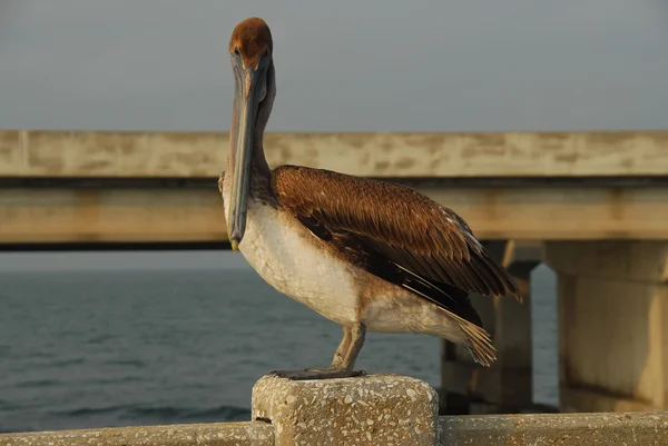 サンシャイン スカイウェイ橋 - タンパベイ、フロリダ州 — ストック写真