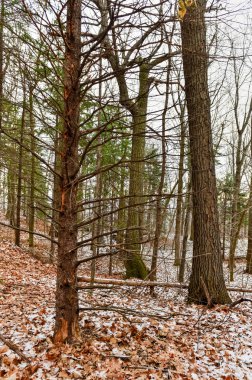 Kış orman manzarası